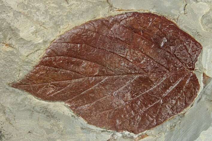 Fossil Leaf (Beringiaphyllum) - Montana #270236